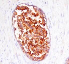 Prostasin Antibody in Immunohistochemistry (Paraffin) (IHC (P))