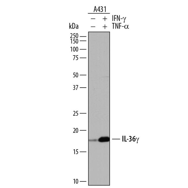 IL1F9 Antibody in Western Blot (WB)