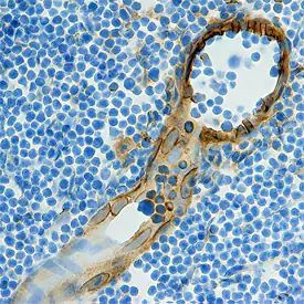 CCL21 Antibody in Immunohistochemistry (Frozen) (IHC (F))