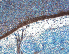 Oncostatin M Antibody in Immunohistochemistry (Frozen) (IHC (F))