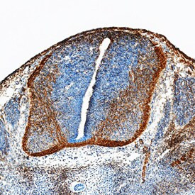 Neogenin Antibody in Immunohistochemistry (Frozen) (IHC (F))