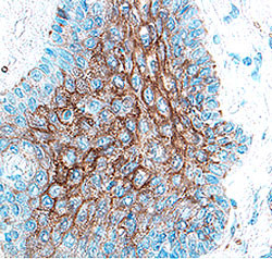 Cathepsin V Antibody in Immunohistochemistry (Paraffin) (IHC (P))