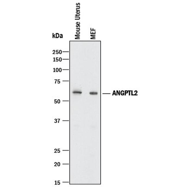 ANGPTL2 Antibody in Western Blot (WB)