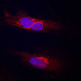 PODXL2 Antibody in Immunocytochemistry (ICC/IF)