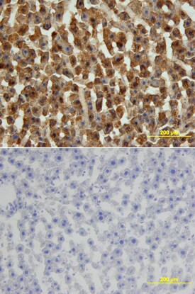 FABP1 Antibody in Immunohistochemistry (Frozen) (IHC (F))
