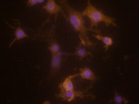 CLEC5A Antibody in Immunocytochemistry (ICC/IF)
