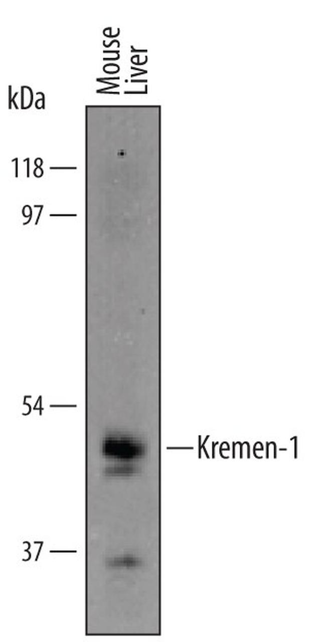 KREMEN1 Antibody in Western Blot (WB)