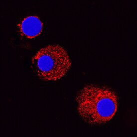 MCP-1 Antibody in Immunocytochemistry (ICC/IF)