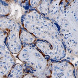 LOX-1 Antibody in Immunohistochemistry (Paraffin) (IHC (P))