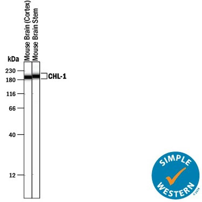CHL1 Antibody in Western Blot (WB)