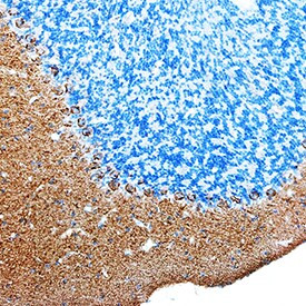 DNER Antibody in Immunohistochemistry (Frozen) (IHC (F))