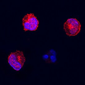 FAS Antibody in Immunocytochemistry (ICC/IF)