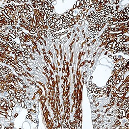 Carbonic Anhydrase IV Antibody in Immunohistochemistry (Frozen) (IHC (F))