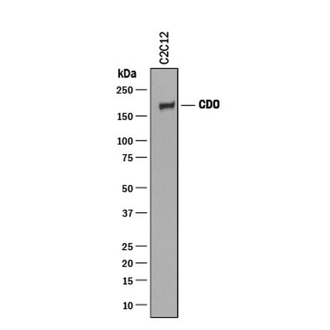 CDO Antibody in Western Blot (WB)