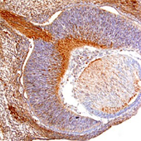 RGMA Antibody in Immunohistochemistry (Frozen) (IHC (F))