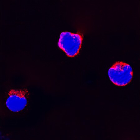 FLT3LG Antibody in Immunocytochemistry (ICC/IF)