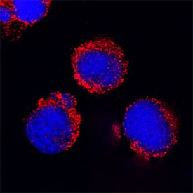 CD200R Antibody in Immunocytochemistry (ICC/IF)
