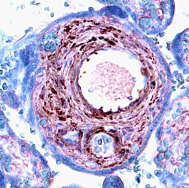 FGF9 Antibody in Immunohistochemistry (Paraffin) (IHC (P))