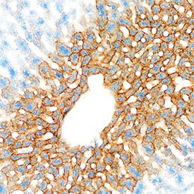 PIGR Antibody in Immunohistochemistry (Frozen) (IHC (F))