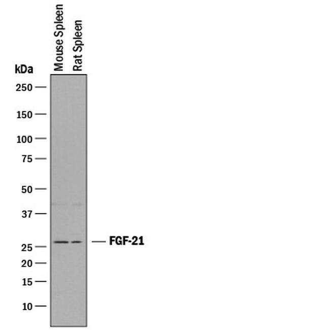 FGF21 Antibody in Western Blot (WB)