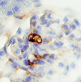 PODN Antibody in Immunohistochemistry (Frozen) (IHC (F))