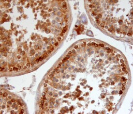 Relaxin 3 Antibody in Immunohistochemistry (Frozen) (IHC (F))