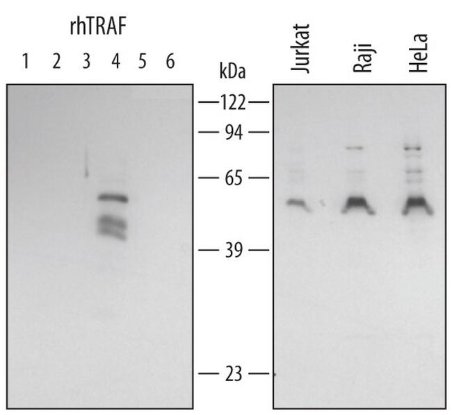 TRAF4 Antibody in Western Blot (WB)