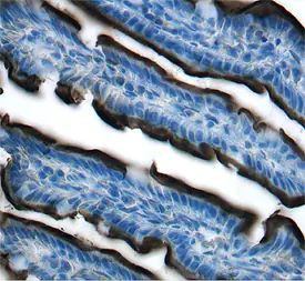 MEP1B Antibody in Immunohistochemistry (Frozen) (IHC (F))