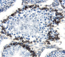PODXL2 Antibody in Immunohistochemistry (Frozen) (IHC (F))