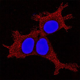 HES4 Antibody in Immunocytochemistry (ICC/IF)