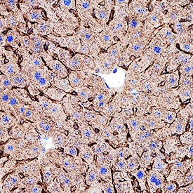 ITGA9 Antibody in Immunohistochemistry (Frozen) (IHC (F))