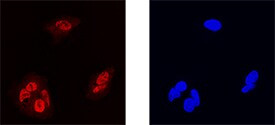 MAFF Antibody in Immunocytochemistry (ICC/IF)