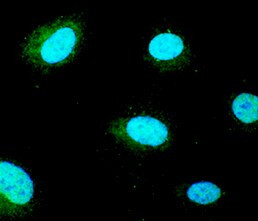 GSC Antibody in Immunocytochemistry (ICC/IF)