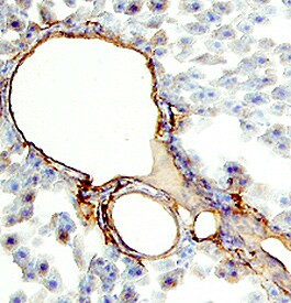 CD34 Antibody in Immunohistochemistry (Frozen) (IHC (F))
