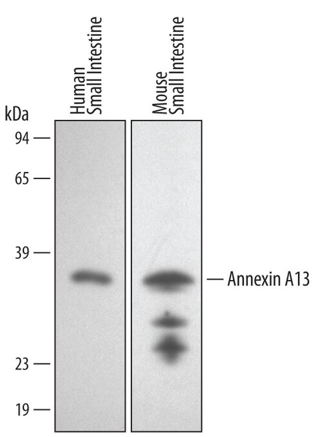 Annexin A13 Antibody in Western Blot (WB)