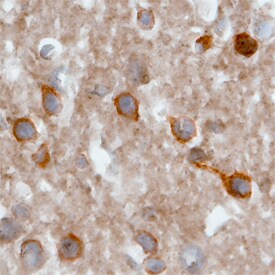 SorCS2 Antibody in Immunohistochemistry (Frozen) (IHC (F))