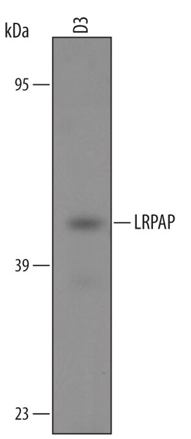 RAP Antibody in Western Blot (WB)