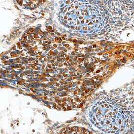 TENM2 Antibody in Immunohistochemistry (Frozen) (IHC (F))