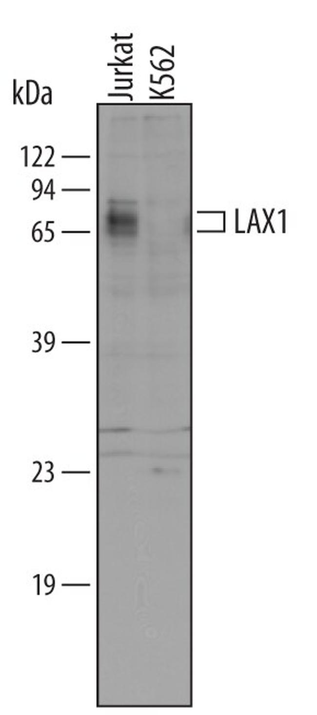 LAX1 Antibody in Western Blot (WB)
