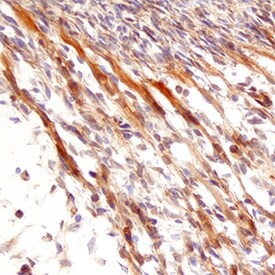 Neurturin Antibody in Immunohistochemistry (Frozen) (IHC (F))
