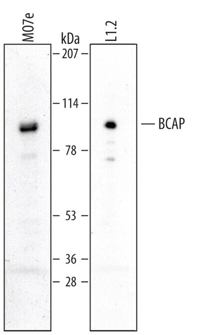 PIK3AP1 Antibody in Western Blot (WB)