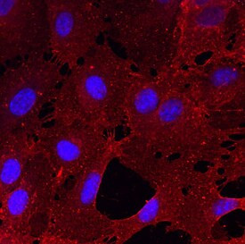 CLEC14A Antibody in Immunocytochemistry (ICC/IF)