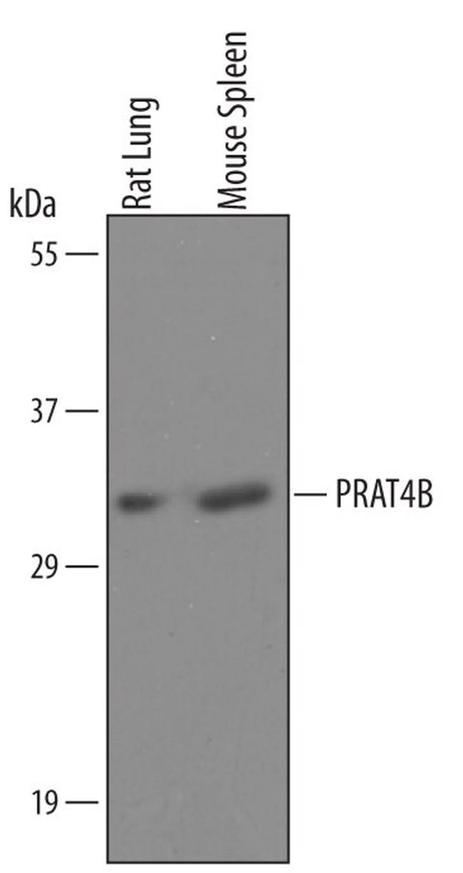 Cnpy4 Antibody in Western Blot (WB)
