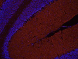 PCDHA1 Antibody in Immunohistochemistry (Frozen) (IHC (F))