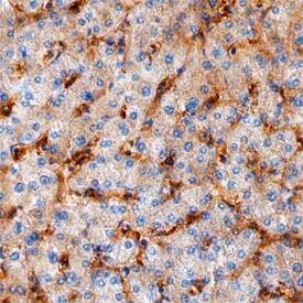 Ninjurin 1 Antibody in Immunohistochemistry (Paraffin) (IHC (P))