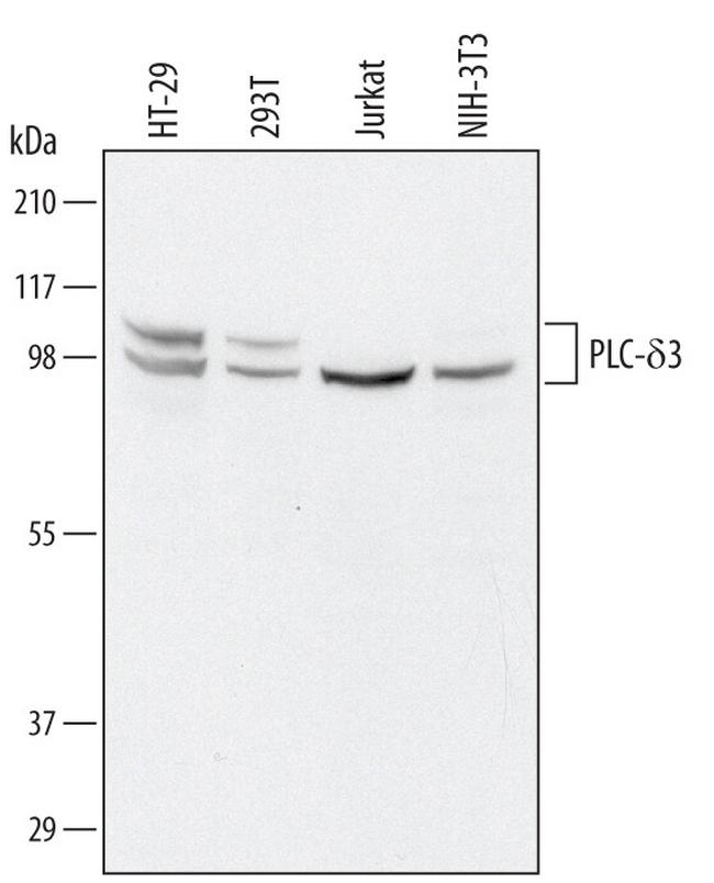PLCD3 Antibody in Western Blot (WB)