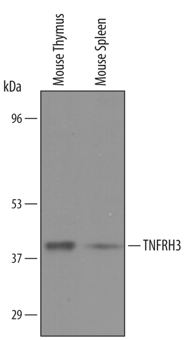 TNFRH3 Antibody in Western Blot (WB)
