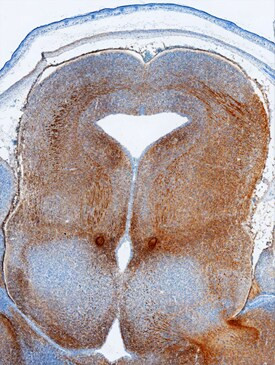 PLXNC1 Antibody in Immunohistochemistry (Frozen) (IHC (F))