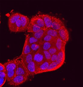 PCDH8 Antibody in Immunocytochemistry (ICC/IF)