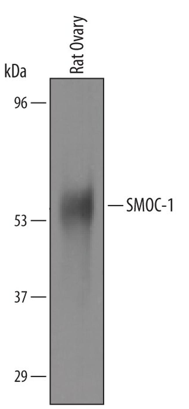 SMOC1 Antibody in Western Blot (WB)